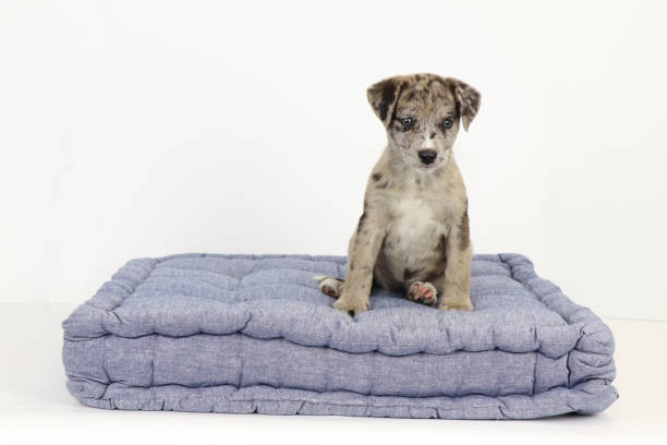 istock Dog sitting against white background on denim bed 1356585631