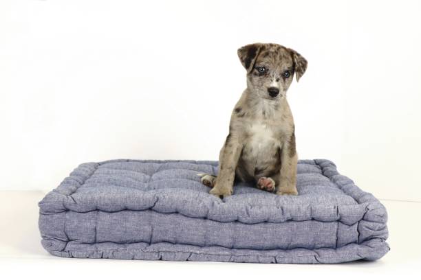 istock Dog sitting against white background on denim bed 1356585636