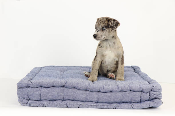 istock Dog sitting against white background on denim bed 1356585639