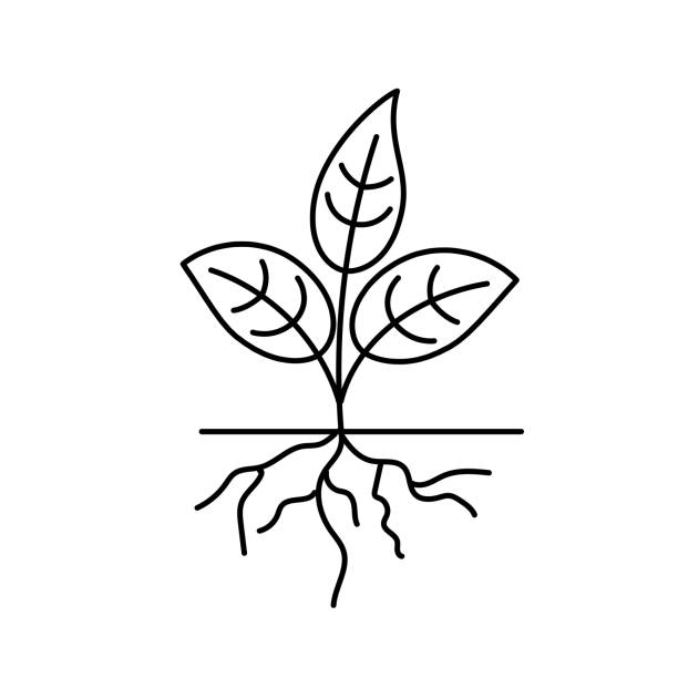 Plant Roots Garden Thin Line Icon With Editable Stroke On Transparent Base Nature growth concept icons on a Transparent background. There is NO white shape behind this icon so it’s easier to drop the .eps file into your projects. roots clip art stock illustrations