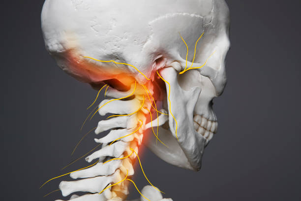 dolor de cuello, anatomía humana del sistema nervioso de la cabeza, huesos y nervios del cuello - neck pain fotografías e imágenes de stock