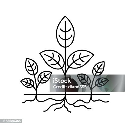 istock Plant Propagation By Rhizome Thin Line Icon With Editable Stroke On Transparent Base 1356586365