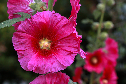 Dark pink Hollyhocks close up with blurred background of other flowers in Israel.