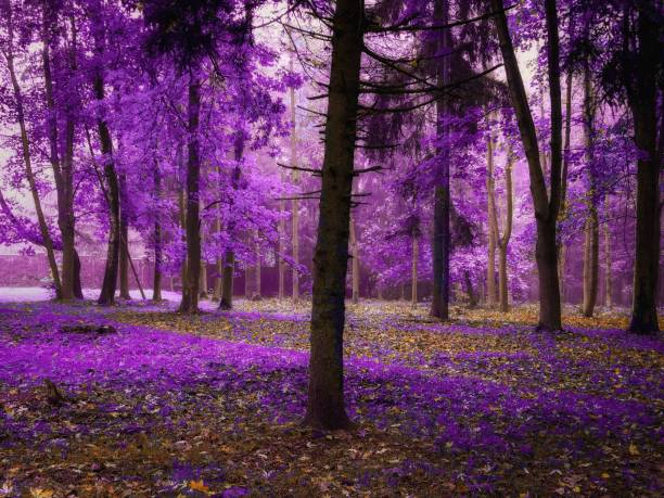 istock Mystical autumn forest in purple tones 1356586577