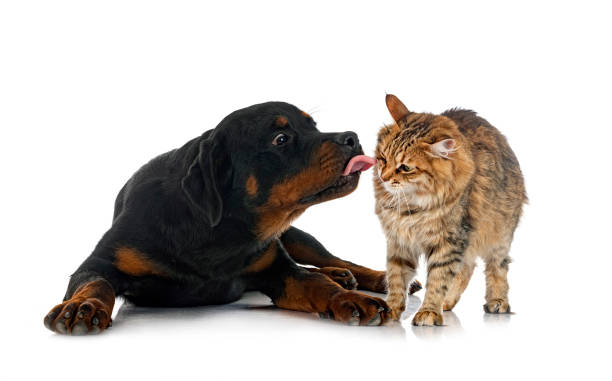 istock young Kurilian Bobtail and rottweiler 1356587695