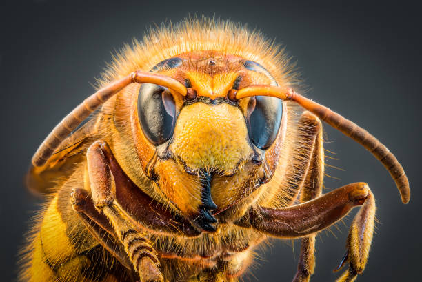 istock High resolution detail macro shot of a hornet with focus stacking composed of several single images, Germany 1356590403