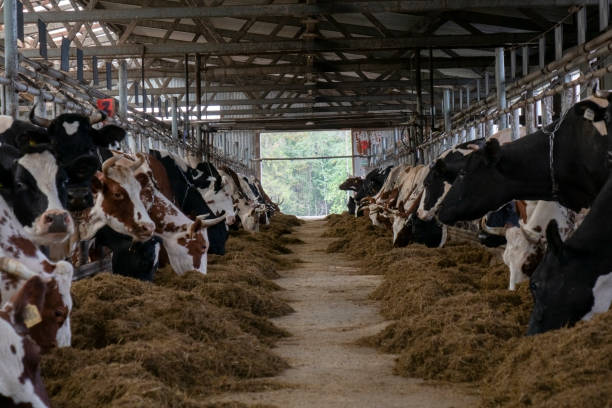 Cows on the farm.The concept of agriculture and animal husbandry. stock photo