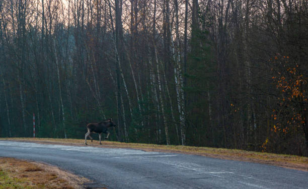 istock Young elk in an autumn road 1356590765