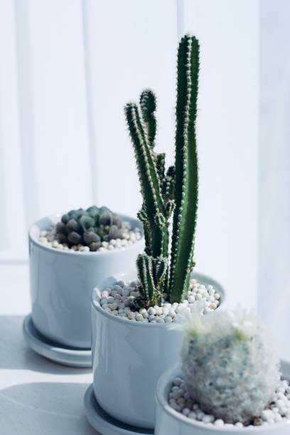 istock Cactus pot plant on white color beautiful marble counter with tiny spikes and empty copy space for text or background usage 1356592454