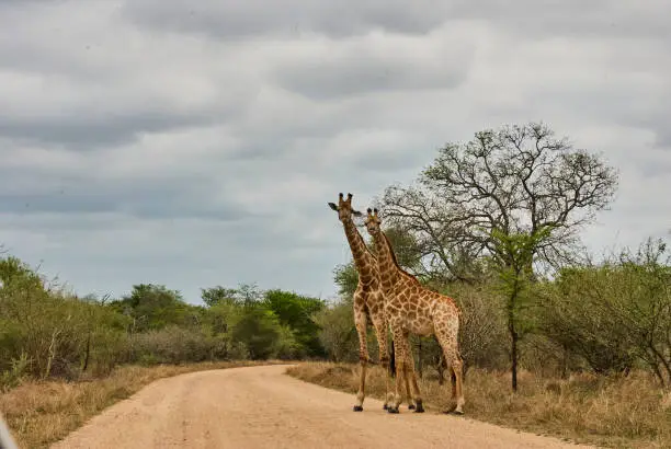 Tall Giraffe standing on a ravel road, South Africa