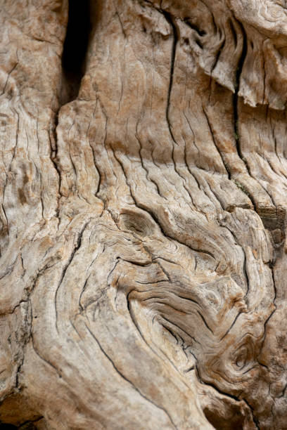 istock Rough weathered tree bark. Abstract wooden background. 1356592644