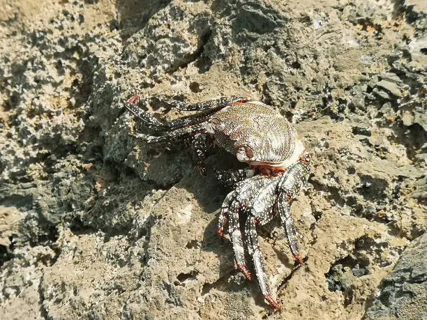 Photo of Colorful crab on the rocks