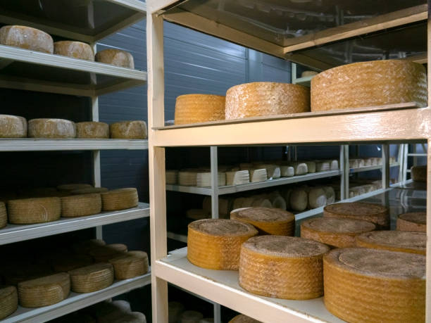 istock Shelves with aged cheeses. Cheese row 1356593637
