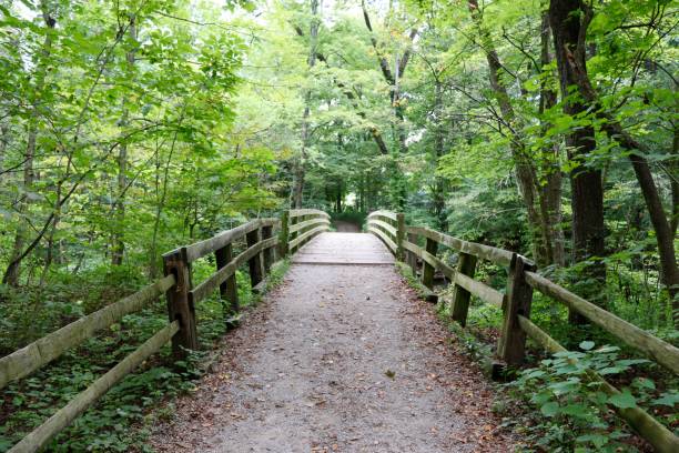 istock Wood Bridge in the Forest 1356594209