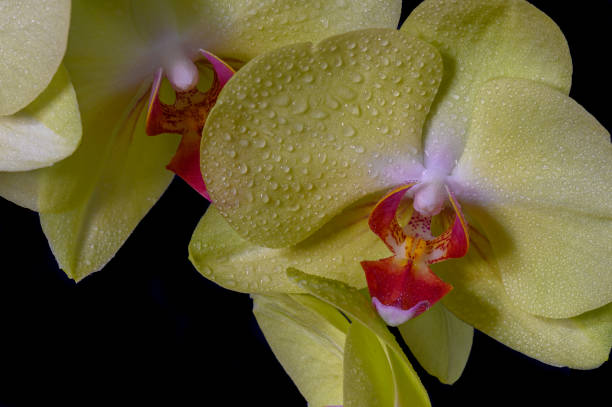 Orchid 2 Close up of a yellow orchid with water droplets. phalaenopsis orchidee stock pictures, royalty-free photos & images