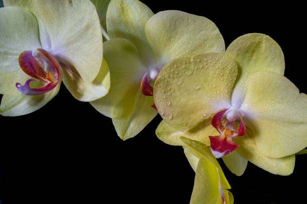 Orchid 1 Close up of a yellow orchid with water droplets. phalaenopsis orchidee stock pictures, royalty-free photos & images
