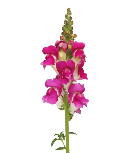 Red and white Snapdragon flower isolated on white background, Antirrhinum majus