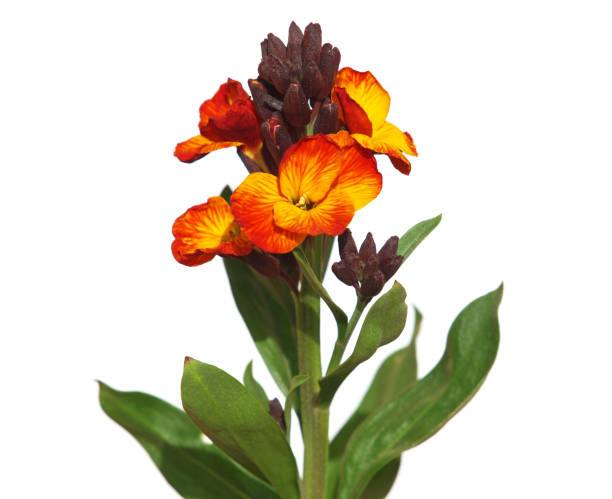 Yellow red flower of Wallflower isolated on white, Erysimum cheiri Yellow red flower of Wallflower plant isolated on white, Erysimum cheiri cheiranthus cheiri stock pictures, royalty-free photos & images