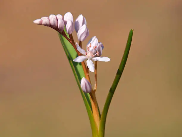 Pink flower of Rosy squill plant in early spring, Scilla bifolia rosea