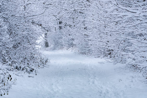 istock Winter path. Snowy road in the forest. 1356594925