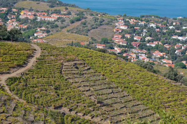 The amazing aerial view over Collioure from Fort Saint Elme surrounded by vineyards, Vermeille coast, France. High quality photo
