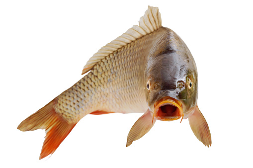 Common Dentex fish fresh isolated on white from sparidae family as Sea Bream and Snapper profile view