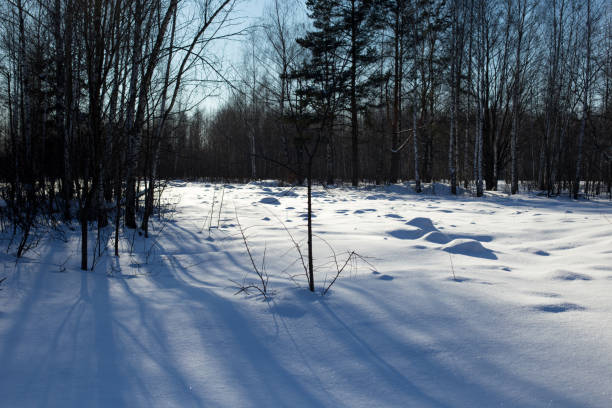 istock Winter landscape, blue skies and sparkling snow 1356599063