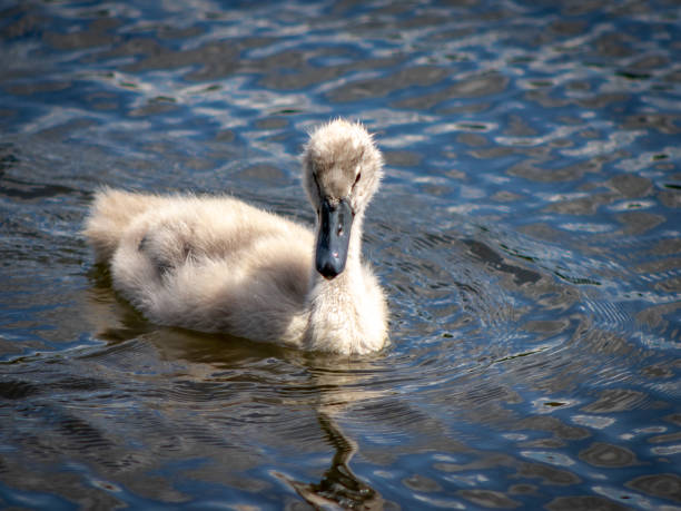istock Fluffy Cygnet out exploring on their own for the first time 1356600000