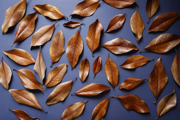 istock Withered yellowing magnolia tree leaves randomly arranged against a dark blue background 1356601049