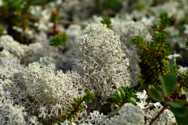 yagel est le lichen dont se nourrit le renne. - lichen photos et images de collection