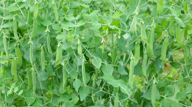 istock green pea pods on the farm 1356602729