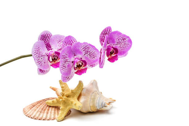 Orchid flower, seashells and starfish on white isolated background. Spa, relaxation concept
