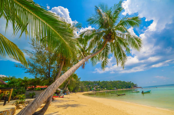 istock Paradise Sunny beach with palms and turquoise sea. Summer vacati 1356604604