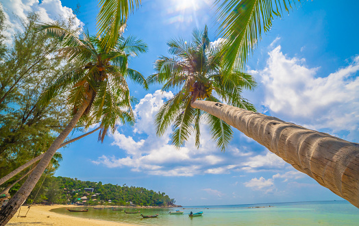 Paradise Sunny beach with palms and turquoise sea. Summer vacati in Koh Samui, Surat Thani, Thailand