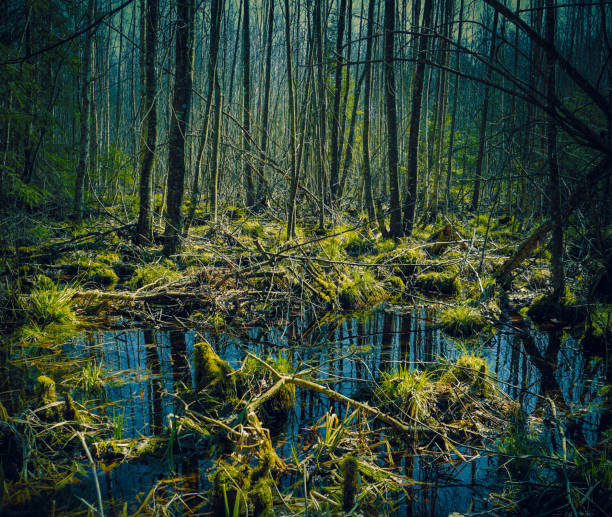 болото в весеннем лесу - forest preserve стоковые фото и изображения