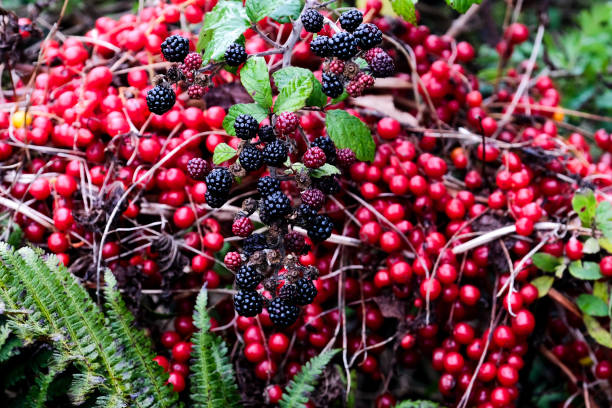 ブラックベリーと赤い生け垣の果実のクローズアップ - hawthorn berry fruit plant autumn ストックフォトと画像