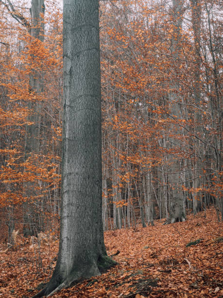 In the beech forest there is a vertical strong red beech (Fagus sylvatica).