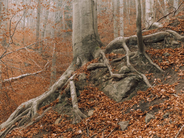 istock The roots of an old beech in autumn. 1356606306