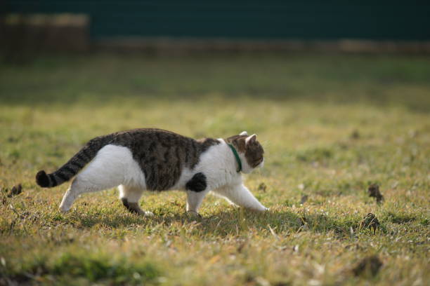 istock Stripped white grey cat walk on the green grass. 1356610026