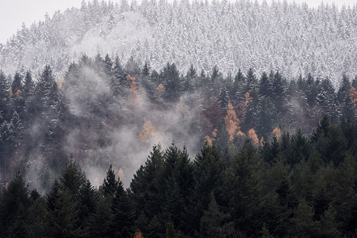 Snow on evergreen conifers in Black Forest on a misty day