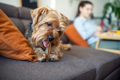 Cute little terrier dog on the sofa eating a treat