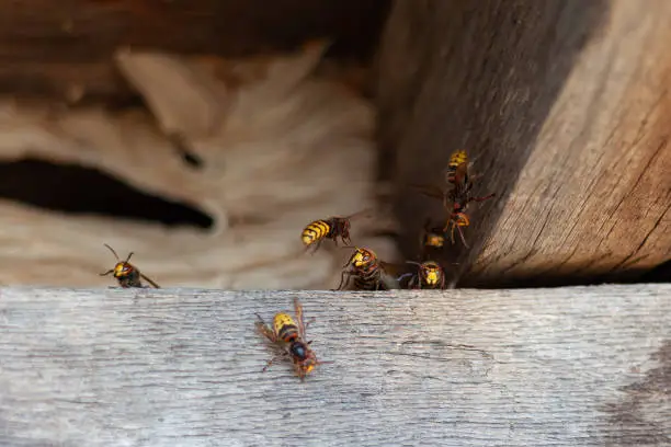 A nest of dangerous hornets. Large wasps in the wild.