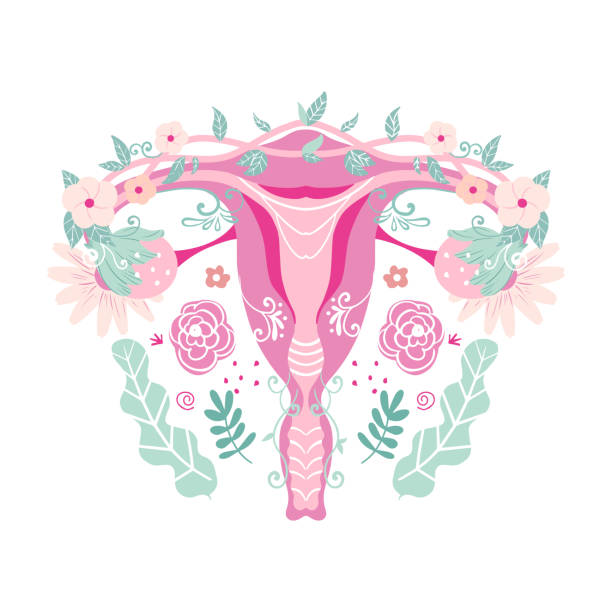 illustrations, cliparts, dessins animés et icônes de système reproducteur féminin. utérus avec des fleurs. - animal uterus