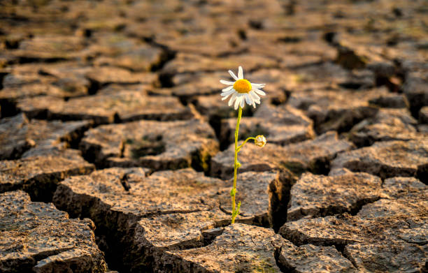 istock lonely chamomile flower grows on dry ground 1356618509