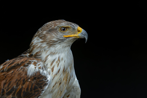 Portrait of a beautiful ferruginous hawk (Buteo regalis) against a black background.