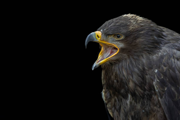 Steppe eagle Portrait of a calling steppe eagle (Aquila nipalensis) against a black background. steppe eagle aquila nipalensis detail of eagles head stock pictures, royalty-free photos & images