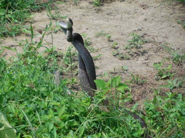 Indian cobra Tow cobra click during they have meeting snake hood stock pictures, royalty-free photos & images