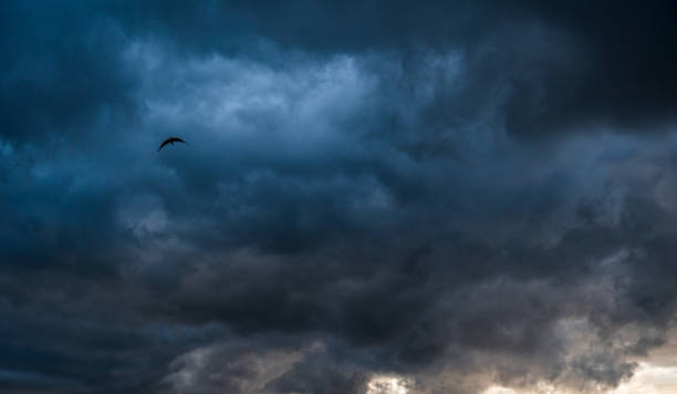 istock dark storm clouds background and bird 1356619561