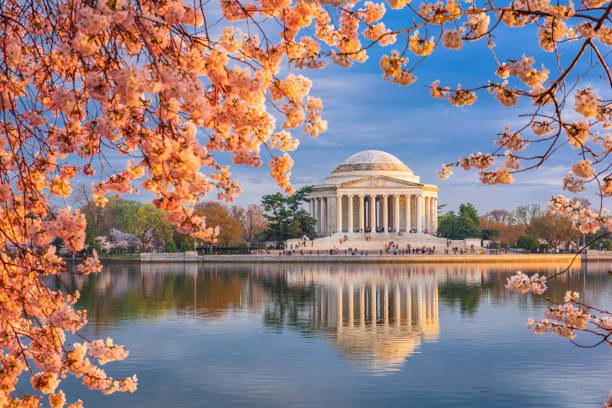ワシントンdcタイダルベイスンとジェファーソン記念館 - cherry blossom cherry tree tree washington dc ストックフォトと画像