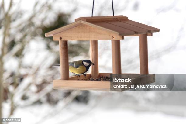 The Great Tit Bird With A Grain In A Beak Is Sitting On The Wooden Feeder On Snowy Winter Day Stock Photo - Download Image Now